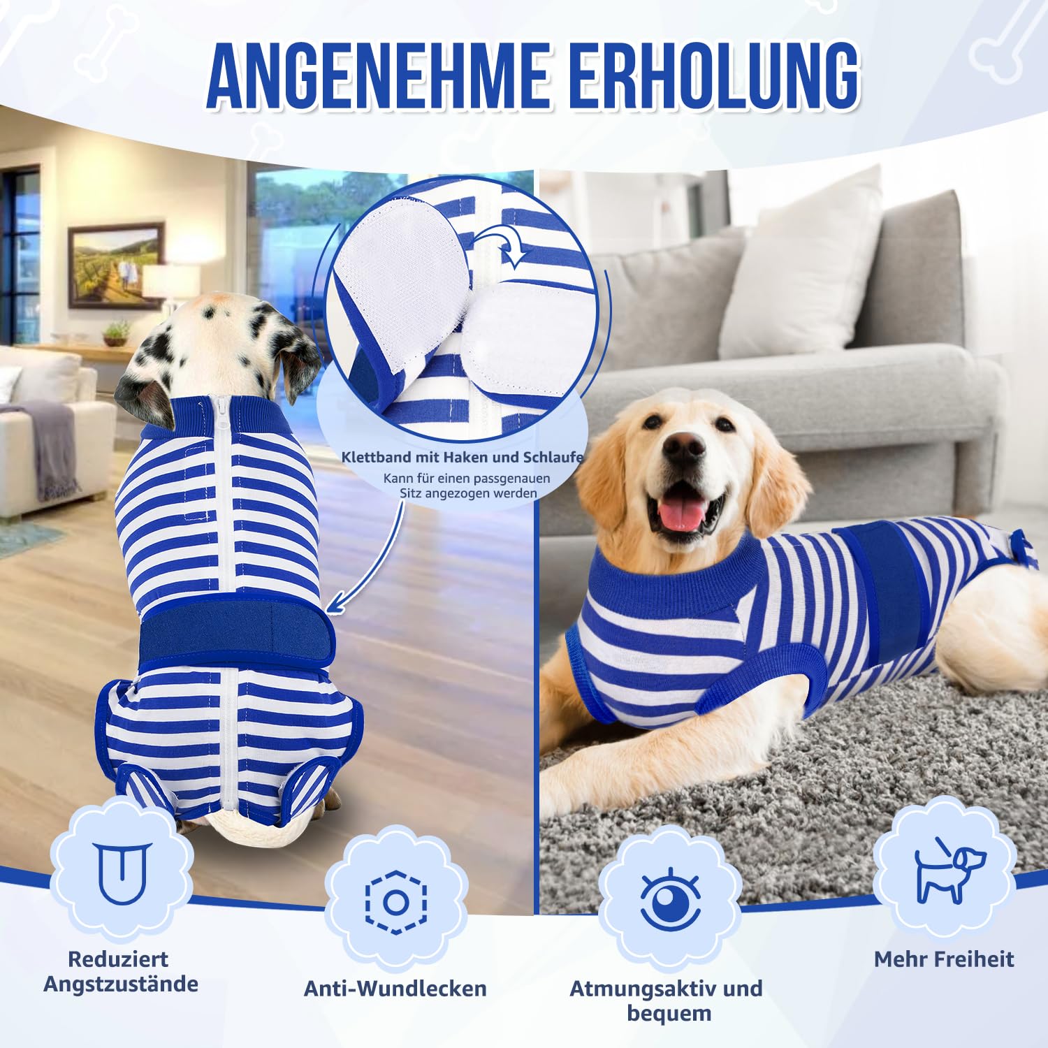 Blå- och vitrandig hunddräkt visas på en hund, med detaljbild av kardborreknäppningen.